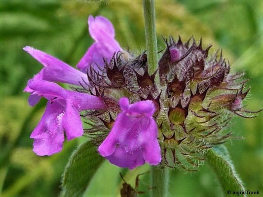 Clinopodium vulgare / Gewöhnlicher Wirbeldost    (17.07.2017; Altdorfer Wald bei Baumgarten)