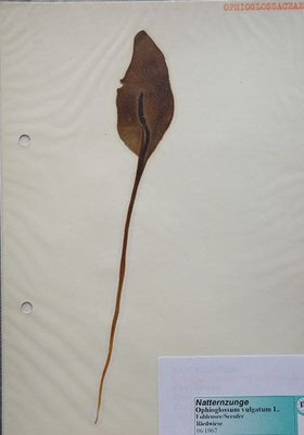 Ophioglossum vulgatum / Gewöhnliche Natternzunge     VI-VII      (Herbarium Dr. Wolf von Thun)