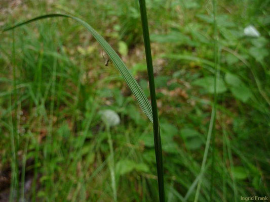 Platz 26: Rasen-Schmiele / Deschampsia cespitosa    (nachgewiesen in 1127 der 1161 Kartierquadranten)