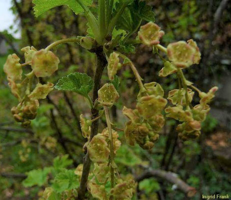 Ribes rubrum / Rote Johannisbeere