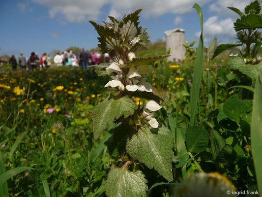 Lamium moschatum - Moschus-Taubnessel, Türkei    (II-V)