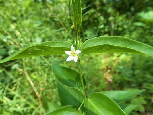Vincetoxicum hirundinaria / Gewöhnliche Schwalbenwurz    (03.07.2021; Fürstliche Anlagen Inzigkofen)
