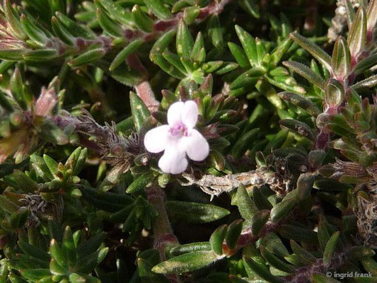 Micromeria varia / Veränderliche Bergminze