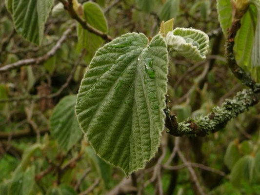 Hamamelis mollis / Chinesische Zaubernuss (10.05.2013; Botanischer Erlebnisgarten Altenburg)