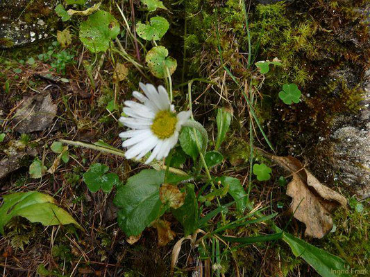 Aster belldiastrum / Alpenmaßlieb