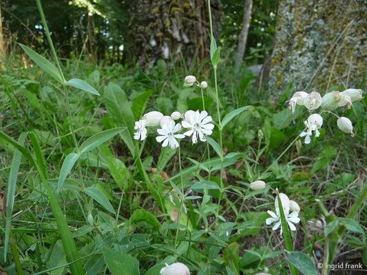 Silene vulgaris / Taubenkropf-Leimkraut
