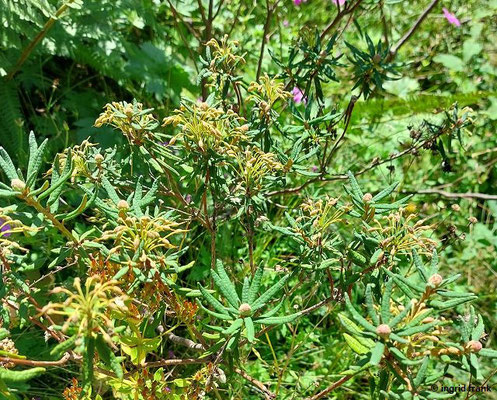 Rhododendron tomentosum / Sumpf-Porst
