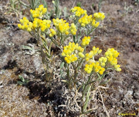 Helichrysum arenarium / Sand-Strohblume
