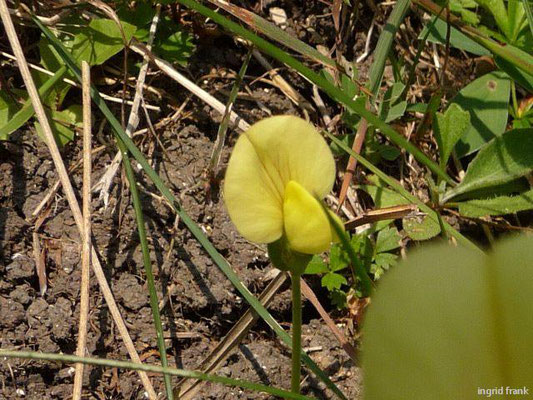 Lotus maritimus / Gelbe Spargelerbse