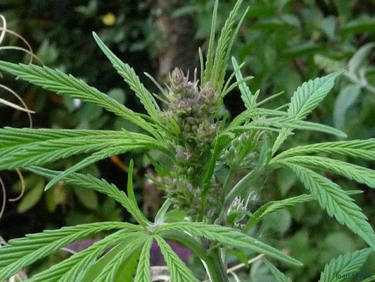 Cannabis sativa / Gewöhnlicher Hanf