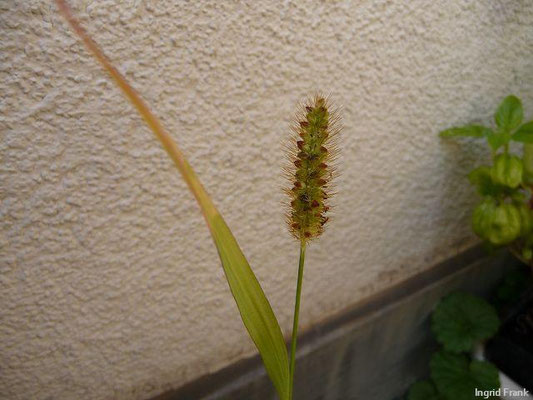 Setaria pumila / Fuchsrote Borstenhirse  (17.09.2013; Weingarten, auf meiner Dachterrasse)
