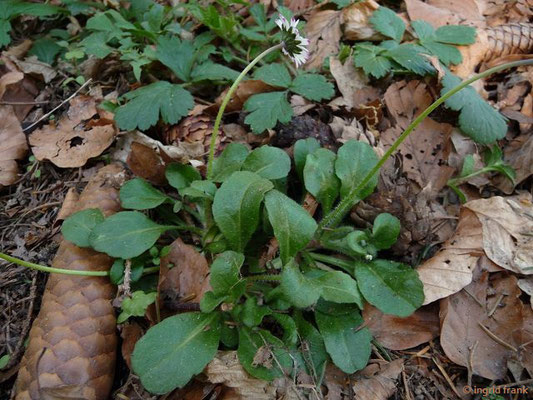 Bellis perennis / Ausdauerndes Gänseblümchen