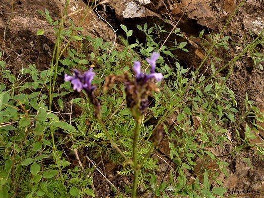 Lavandula canariensis / Kanaren-Lavendel