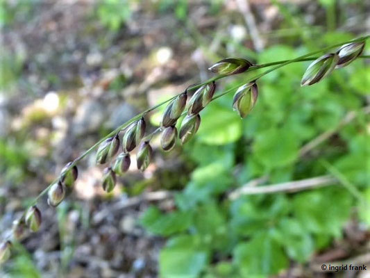 Melica nutans - Nickendes Perlgras