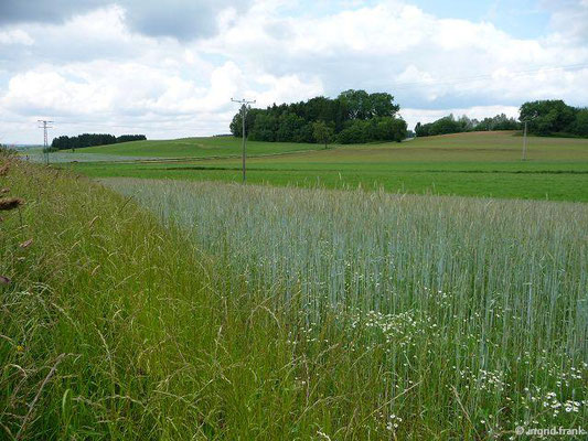 Secale cereale - Roggen