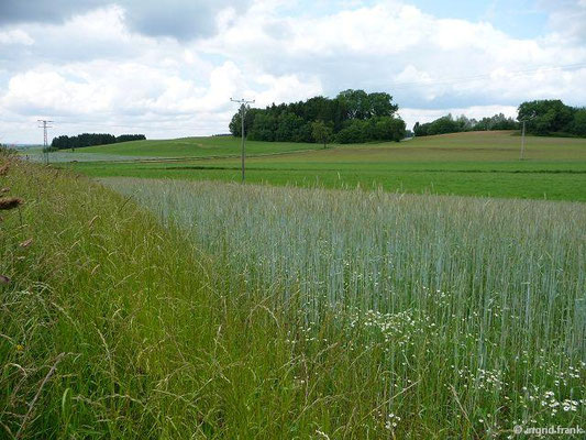 Secale cereale - Roggen