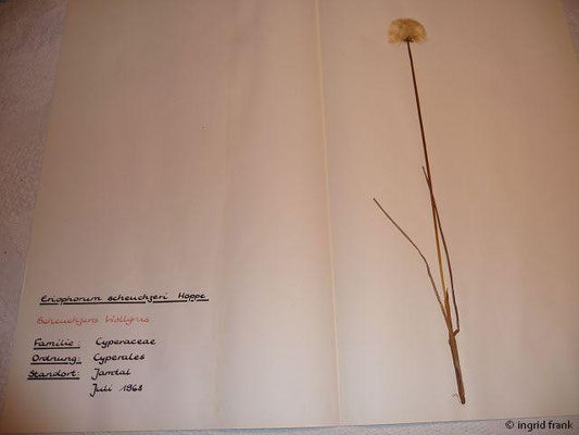 Eriophorum scheuchzeri / Scheuchzers Wollgras