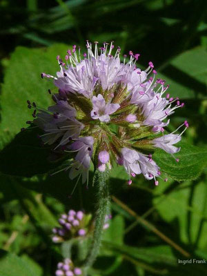 Mentha aquatica / Wasser-Minze