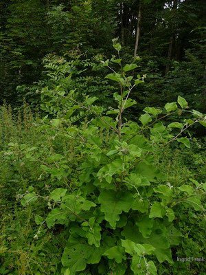 Arctium minus / Kleine Klette    (07.07.2013; Aßmannshardt / Riß-Aitrach-Platten)