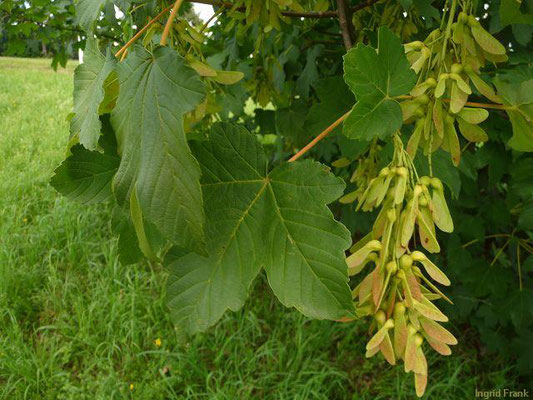 Acer pseudoplatanus / Berg-Ahorn    V