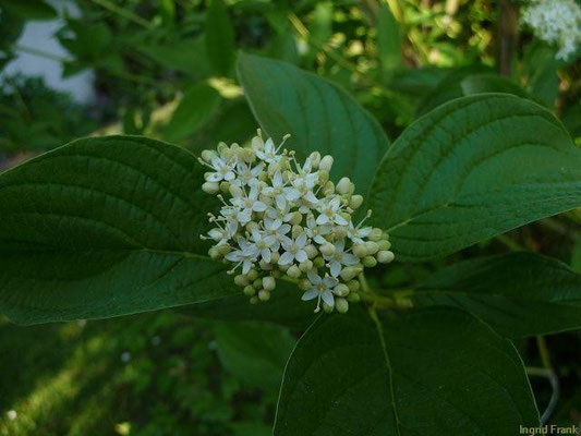 06.05.2011-Cornus sericea - Sprossender Hartriegel