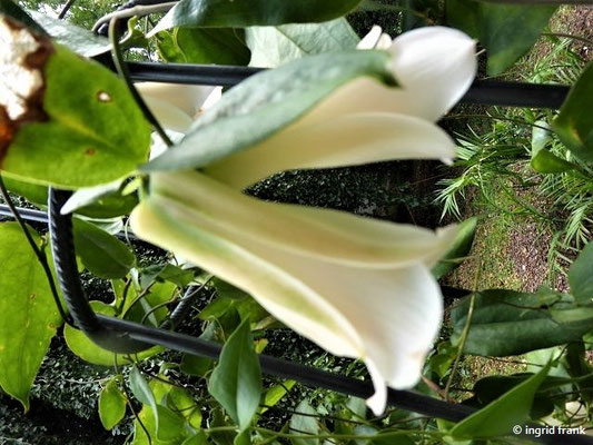 Lapageria rosea / Chilenische Wachsglocke, Chilensiche Glockenblume   (Botanischer Garten der Universität Basel)