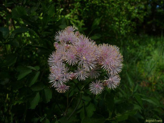 Thalictrum spec. (120 Arten)