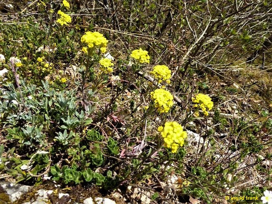 Alyssum montanum ssp. montanum / Berg-Steinkraut