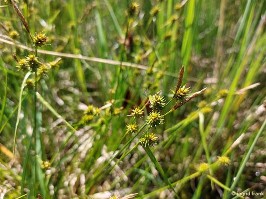Carex flava / Gelb-Segge (01.06.2019; Lochmoos)