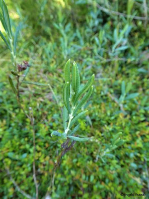 Andromeda polifolia / Rosmarinheide