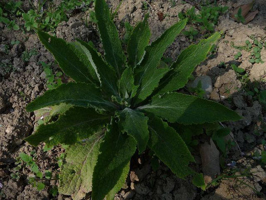 24.04.2010-Digitalis purpurea - Roter Fingerhut