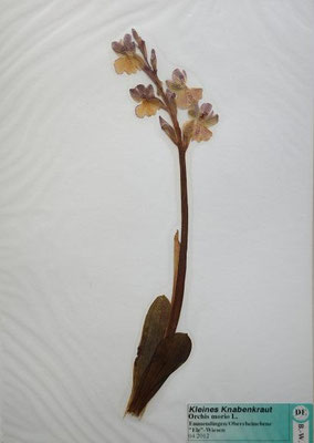 Orchis morio / Kleines Knabenkraut    (Herbarium Dr. Wolf von Thun)