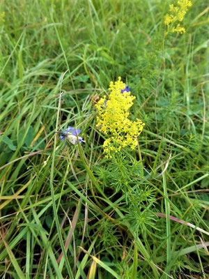 Galium verum / Echtes Labkraut    VI-IX