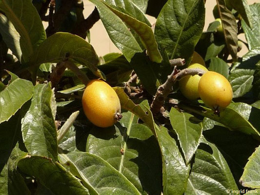 Eriobotrya japonica / Japanische Wollmispel, Nespole    (27.04.2016; Italien, Insel Elba)