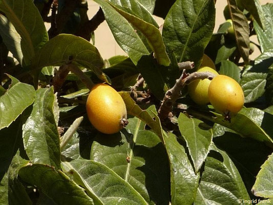 Eriobotrya japonica / Japanische Wollmispel, Nespole    (27.04.2016; Italien, Insel Elba)