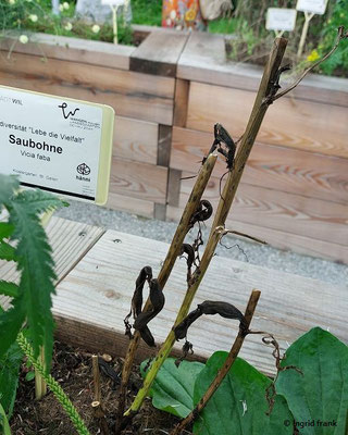 Vicia faba / Acker-Bohne