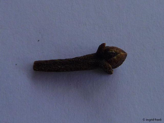 Syzigium aromaticum / Gewürznelkenbaum