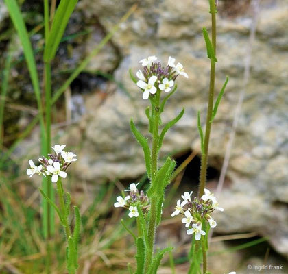 Arabis hirsuta / Behaarte Gänsekresse; Baden-Württemberg keine Gefährdung