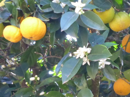 Citrus sinensis / Apfelsine