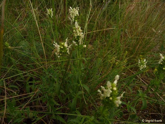 25.06.2027 - Zabergäu