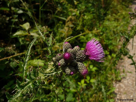 Cirsium palustre / Sumpf-Kratzdistel    VII-IX