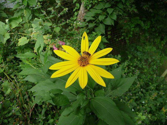 Helianthus tuberosus / Topinambur  (29.08.2010; Oberhofen, im eigenen Garten)