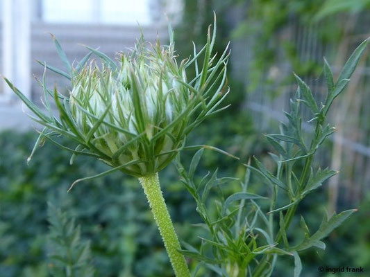 Platz 41: Wilde Möhre / Daucus carota ssp. carota   (nachgewiesen in 1107 der 1161 Kartierquadranten)
