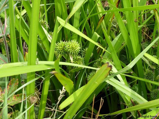 Sparganium erectum / Aufrechter Igelkolben