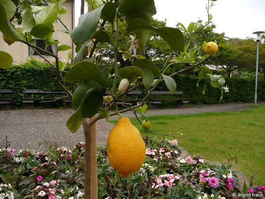 Citrus limon - Zitrone