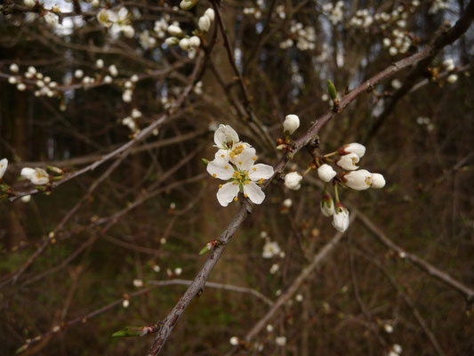 Prunus spinosa / Schlehe