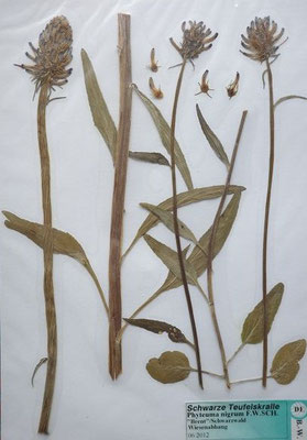Phyteuma nigrum / Schwarze Teufelskralle    V-VII    (Herbarium Dr. Wolf von Thun)