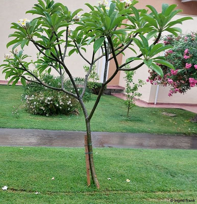 Plumeria alba / Weiße Fragnipani