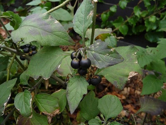 Solanum nigrum / Schwarzer Nachtschatten    (12.09.2017; Leimen)
