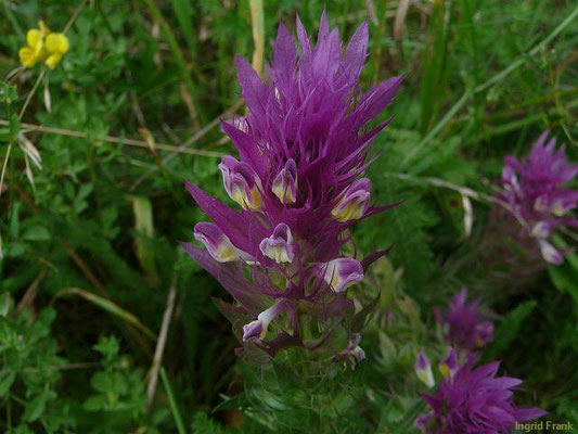 Melampyrum arvense / Acker-Wachtelweizen   (20.08.2011; im Tal der Oberen Donau bei Fridingen)    